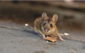 Pacovi i miševi nestaju za 1 MINUTU bez otrova i zamke: Nema ih više u kući, garaži ili podrumu!
