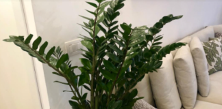 Samo 3 supene kašike i zamiokulkas će dati PUNO novih listova!