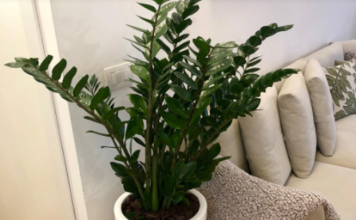 Samo 3 supene kašike i zamiokulkas će dati PUNO novih listova!