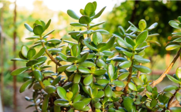 SIPAJTE MEŠAVINU OVA 2 JEFTINA SASTOJKA IZ KUHINJE U SAKSIJU I GLEDAJTE: Drvo novca će rasti i cvetati kao ludo