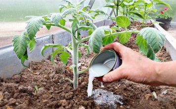 Vrtlari, ovo je ono čime treba hraniti PARADAJZE nakon sadnje: Sipajte ovo na rasadima i imaće više plodova nego listova!