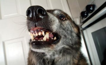 AKO VAS NAPADNE PAS, IZGOVORITE MU SAMO OVU RIJEČ: Tako ćete sebi SPASITI ŽIVOT, kad je ČUJE UKOPAĆE SE U MJESTU