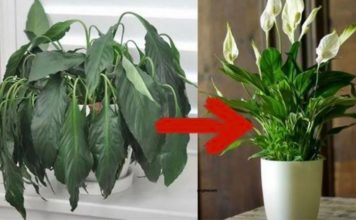 Samo jedna kasika i Spathiphyllum nevjerovatno ce cvjetati!!