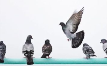 Otjerajte zauvijek golubove sa terase: Jednu stvar ne mogu da smisle