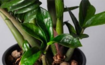 Samo sipajte u lonac i nećete prepoznati svoj ZAMIOKULKAS: Eksplozija novih listova kakvu još niste vidjeli!