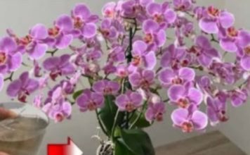 URADITE OVO HITNO U FEBRUARU! Orhideja će cvjetati kao luda i pustiti puno korijena!
