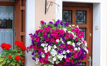 Posadite ovo cveće u februaru i imaćete najlepši balkon: Bujaće od proleća do jeseni
