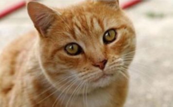 ZAŠTO MAČKA PRATI VLASNIKA U STOPU: Ako ide s vama čak i u WC, EVO ŠTA VAM PORUČUJE