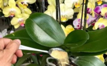 1 kašičica direktno u saksiju i 0RHIDEJA cvjeta skoro N0N-ST0P: Nema plijesni, bolesti i imam 5 puta više cvjetova!