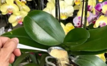 1 kašičica direktno u saksiju i 0RHIDEJA cvjeta skoro N0N-ST0P: Nema plijesni, bolesti i imam 5 puta više cvjetova!