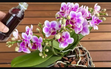 1 šolja mjesečno, pa čak i suvi panj će biti obasuti CVIJEĆEM: Moja orhideja cvjeta NON-STOP cijele godine!