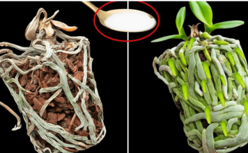 Samo joj dajte 1 kašiku i uništena ORHIDEJA će niknuti mnogo novih korijena!