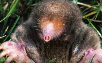 1 ČAŠA ovog napitka dovoljna je da krtica jednom zauvijek izađe iz bašte: Sipajte je na svaki krtičnjak!