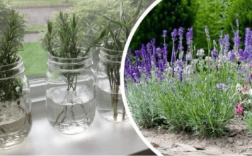 Ovako razmnožavam lavandu i naše dvorište je postalo oaza mira i mirisa: MOŽETE JE I VI, VRLO JE JEDNOSTAVNO!