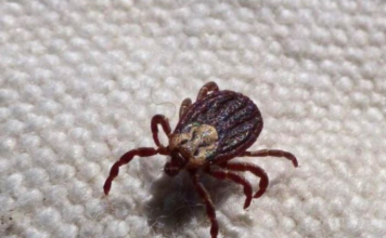 KRPELJI SE PLAŠE OVE DVIJE BILJKE! – Posadite ih u dvorištu i nikada više nećete vidjeti krpelja!