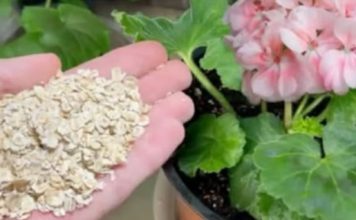 Nakon običnih ovsenih pahuljica, moje CVIJEĆE cvjeta kao nikad prije: SAMO ga dodajte u svaki lonac, ništa više!