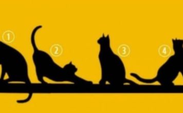 IZABERITE MAČKU SA SLIKE I SAZNAĆETE DA LI VAS ČEKA SREĆA U ŽIVOTU: Test koji OTKRIVA APSOLUTNO SVE