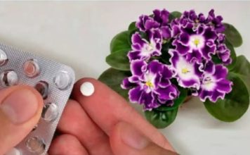 Stavite po 1 TABLETU u saksiju svake cvjetnice i vidite kako će vam se odužiti: NIKADA PRIJE NISU IMALI TOLIKO CVIJEĆA!