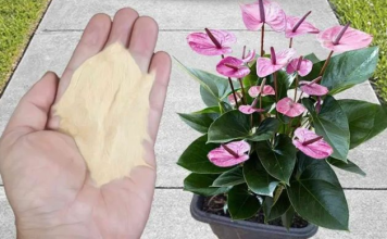 Najpreporučljivije đubrivo za sobne biljke od strane BAŠTOVARA: Imate ga u kuhinji kod kuće i posle njega sve živo cvjeta!