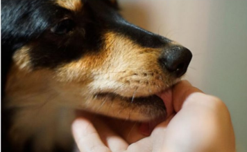 Evo šta svaki pas uradi kad oseti da je u društvu loše i pokvarene osobe: Ovo DOBRO zapamtite, može vas zaštititi od zla