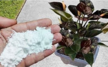 Više ne koristim NIKAKVA druga gnojiva: OVO stavite u saksiju i nećete prepoznati svoje cvijeće!