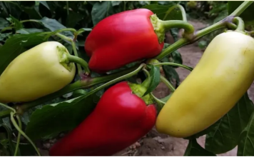 Samo rijetki znaju ovu caku: Zalijte mlade paprike ovim rastvorom i rodiće kao nikad prije!