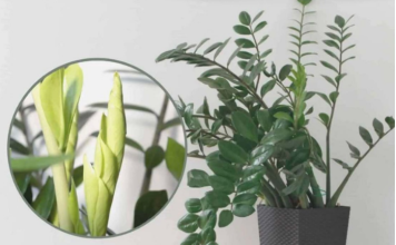 Samo 3 supene kašike i zamiokulkas ćedati PUNO novih listova!