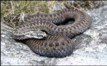 Zmije imaju strah od OVE tečnosti, stavite je u dvorište ili kuću i više ih se NEMOJTE plašiti..