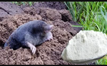 Prošle godine smo imali baštu punu krtičnjaka, sada nemamo nijednu: Ova STVAR je uzela danak na našim krtičnjacima!