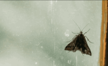 Moljci bježe kao ludi od ovoga, kao i ostale štetočine! Treba vam samo sitnica koju svako ima u domu