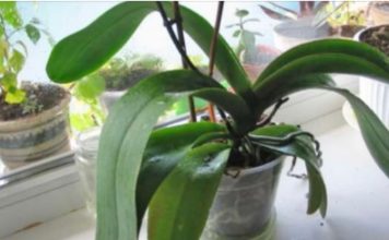 ORHIDEJE VAM NE CVJETAJU? Stavite samo 1 namirnicu u korijen i bujaće tokom cijele godine