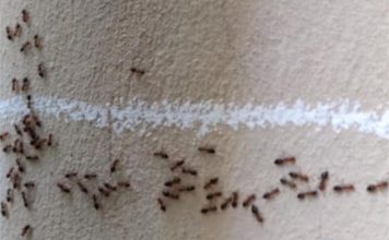 Imate mrave u kući i kuhinji koji nikako da odu: Ovim trikom ih isterajte – Deluje već posle prvog prskanja!