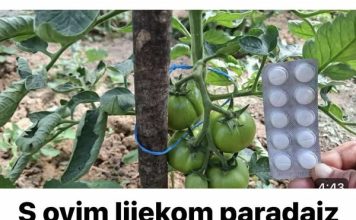S ovim lijekom paradajz će biti zdrav i nikada se NEĆE razboljeti..