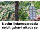 S ovim lijekom paradajz će biti zdrav i nikada se NEĆE razboljeti..