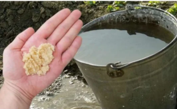 Kad uvodu dodam OVO, sve biljke bukte kao požar: Tajna obilne žetve, paradajza, krastavci i prekrasne sobne biljke!