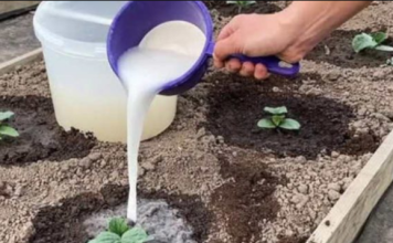 Prelijte ovo domaće čudo po KRASTAVCIMA i oni će rasti brzinom munje: Doslovno se mijenjaju pred vašim očima, a urod je 3 puta veći!