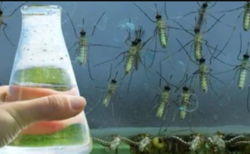 U kući više nećete naći komarce ni muhe: Jednostavno kućno rješenje koje će ih TRAJNO otjerati (RECEPT)!