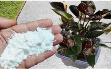 Više ne koristim NIKAKVA druga gnojiva: OVO stavite u saksiju i nećete prepoznati svoje cvijeće!