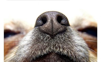 Ovako se pas ponaša kad nanjuši bolest kod vlasnika: Može da predoseti 5 opakih stanja i 3 neverovatne stvari!