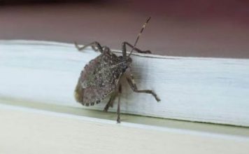 Smrdibube ne podnose miris jedne biljke! Nabavite je i više ih nećete vidjeti, BJEŽAĆE KAO LUDE