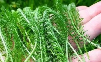 PROTIV SVIH ŽENSKIH BOLESTI: Posebna biljka zaliječenje ŽENSKIH PROBLEMA I TEGOBA kao što su upale jajnika, mršavljenje, bolesti želuca…