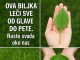 OVA BILJKA LIJEČI SVE od glave do pete. Raste svuda oko nas!