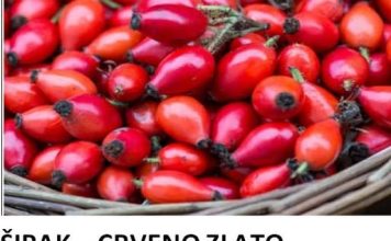ŠIPAK – CRVENO ZLATO PRIRODE. Saznajte kod čega sve pomaže i kako jača vaš organizam!