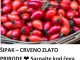 ŠIPAK – CRVENO ZLATO PRIRODE. Saznajte kod čega sve pomaže i kako jača vaš organizam!