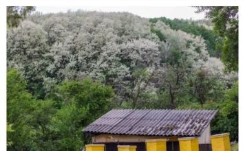 OVO DRVO DONOSI NESREĆU: KO MU POLOMI GRANU UMIRE ZA MANJE OD GODINU DANA..