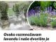OVAKO RAZMNOŽAVAM LAVANDU i naše dvorište je POSTALO OAZA MIRISA: MOŽETE I VI, VRLO JE JEDNOSTAVNO!