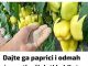 Dajte ga paprici i odmah će rasti, oživjeti i obilato roditi: Ovo je vrlo VAŽAN korak