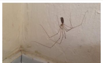 NAUČNICI POJASNILI: Nikada ne ubijajte pauka kojeg ste pronašli u domu! Evo zašto je to bitno