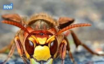 Stršljeni se plaše samo ove jedne stvari i to je jedina prava klopka za njih