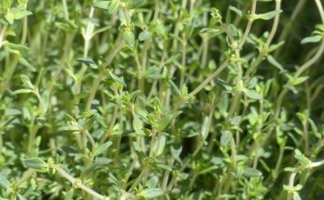 Ova biljka nema ni jedan štetan sastojak u sebi!